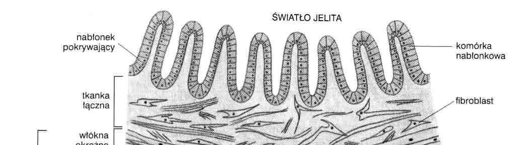 Narządy (organy) Przekrój przez ścianę jelita ssaka Narządy -