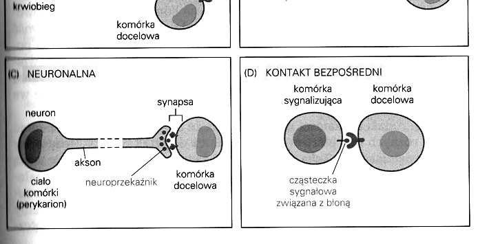 steroidy.