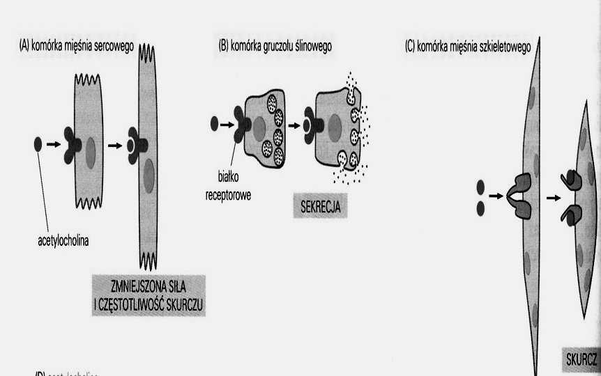 Sposoby komunikacji między komórkami odpowiedź na sygnał Odpowiedź komórki: ograniczona /