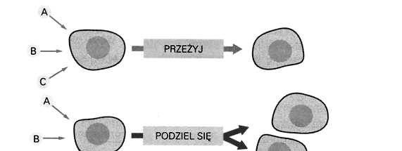 e od typu komórki (róŝnorodna dla tego samego sygnału) RóŜnorodność sygnałów, receptorów