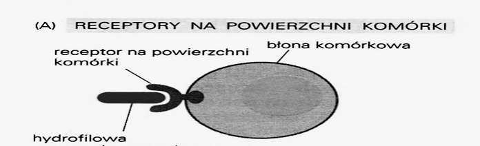 Sposoby komunikacji między komórkami odpowiedź na