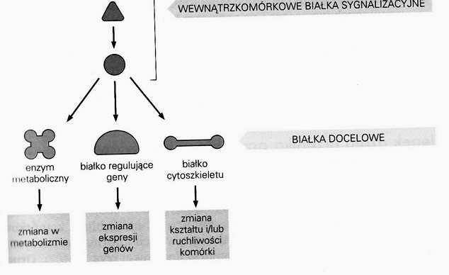 rozkurcz komórek mięśni gładkich naczyń) Receptory