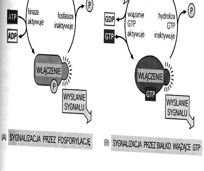 modulowane Wewnątrzkomórkowe kaskady cząsteczek sygnałowych -