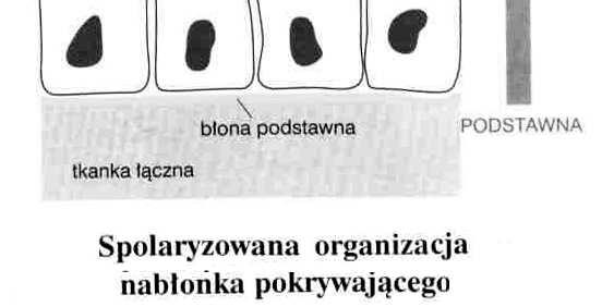 Nabłonki pokrywające