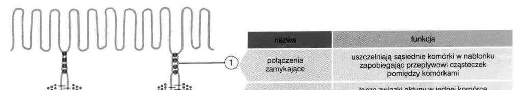 Nabłonki pokrywające połączenia międzykomórkowe