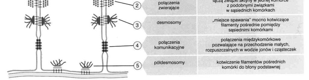 połączenia przylegające (adherens junctions) obwódki