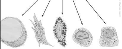 RóŜny skład i róŝna ilość ECM RóŜne komórki adipocyt fibroblast komórka chondrocyt osteoblast tuczna Tkanka łączna właściwa luźna (wiotka, siateczkowata) jest najczęściej występującą tkanką ustroju