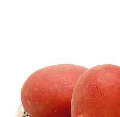 Red Sonia bardzo wczesny, czerwony ziemniak jadalny Red Sonia bardzo wczesna odmiana ogólnoużytkowa wczesny czas dojrzewania czerwona, gładka skórka wyrównane bulwy z z płytkimi oczkami, smaczny