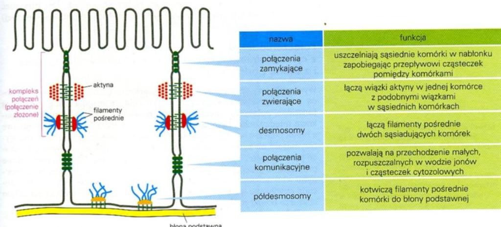 Połączenia