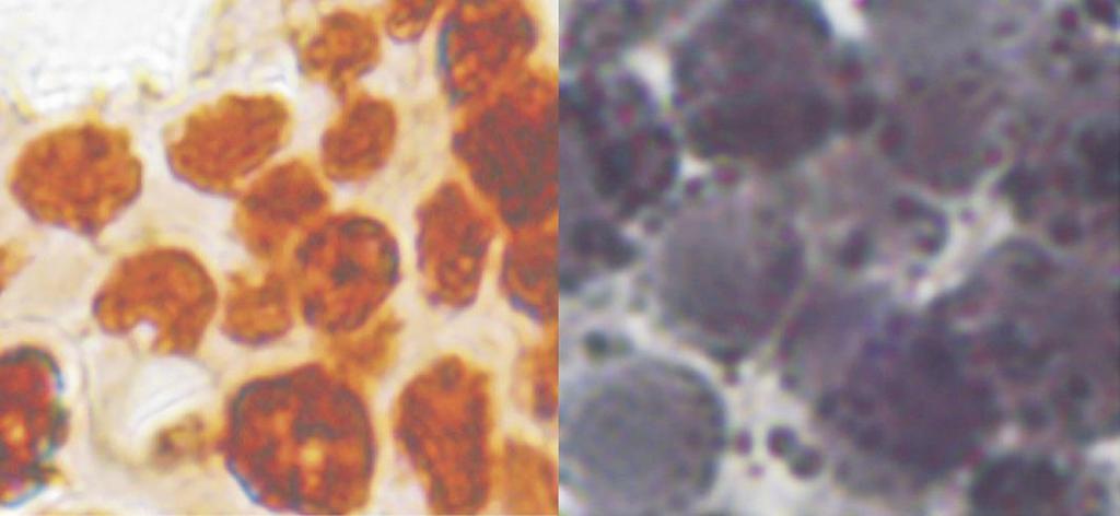 Histochemiczna analiza lipidów w zarodkach świni Czerwień oleista Siarczan błękitu Nilu