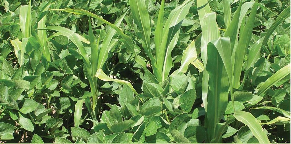 HT- kukurydza nowym chwastem w uprawie HT- soi RŚ Źrodło: Impacts of Genetically