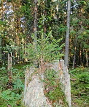 zapisów wynikających z umowy ze zlecającym i Specyfikacji Istotnych Warunków Zamówienia (SIWZ), wykonawca na czas konsultacji społecznych PZO Natura 2000, prowadzonych w 2011 r.