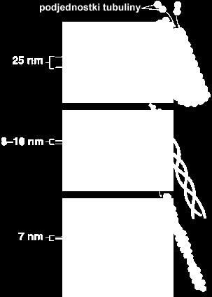 globularnych (tubuli) i fibrylarnych mikrotubuli