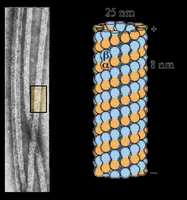 mikrotubulus RURKOWATY
