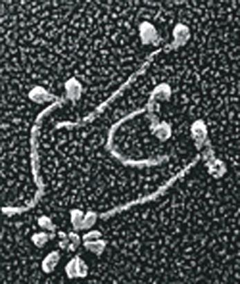 TRANSPORT w cytoplazmie
