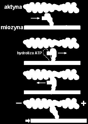 globularnej aktyny podobnie