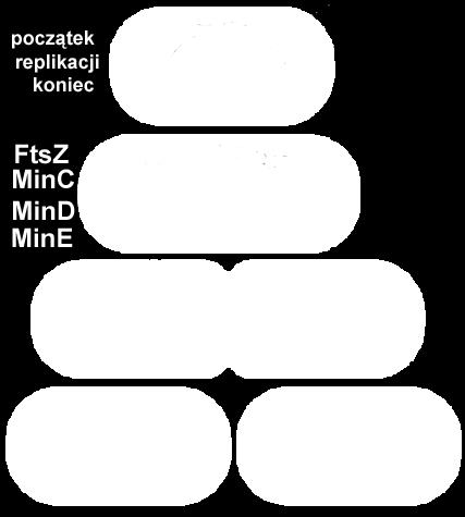 białko Ftsz homologiczne tubulinie