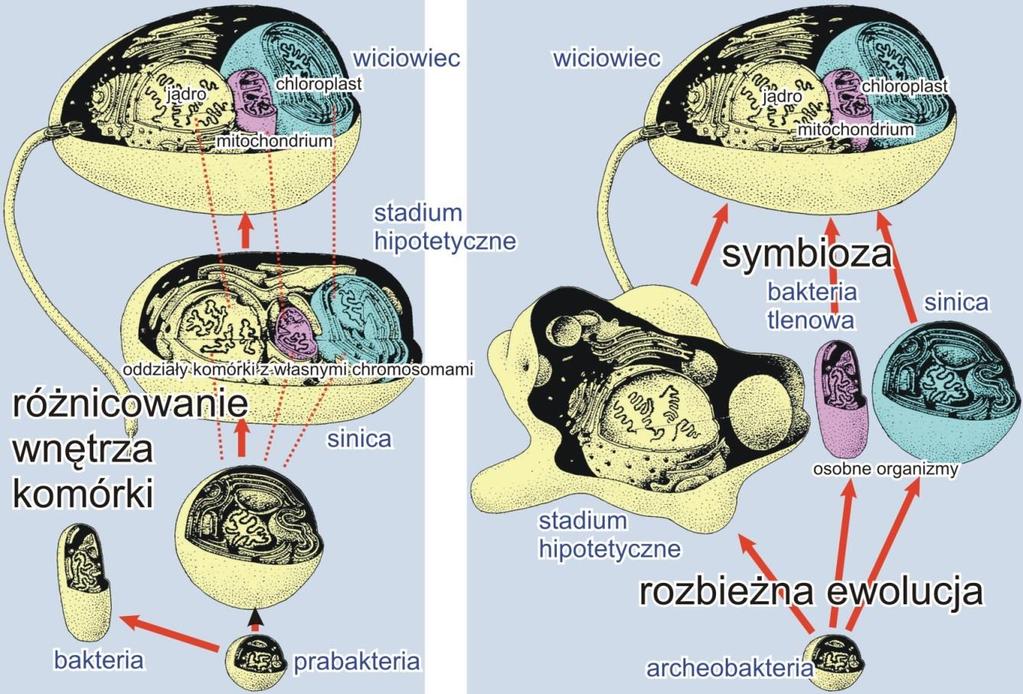 CHLOROPLASTY powstały z sinic Konstantin S.