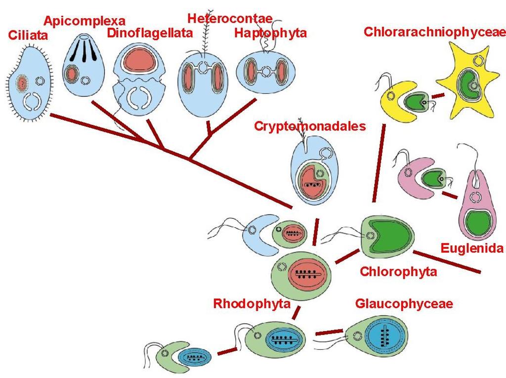 CHLOROPLASTY powstały tylko raz bez genów z jądra macierzystego chloroplasty są niezdolne do życia wchłonięcie