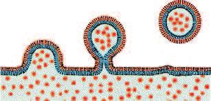 biologicznych. Uważa się, że jest to zjawisko towarzyszące miedzy innymi egzo- i endocytozie.