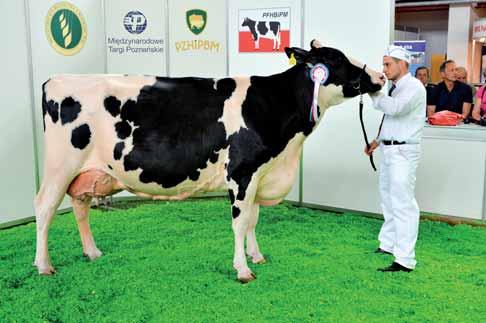 Główne rasy bydła mlecznego Rasa holsztyńska (holsztyńsko-fryzyjska HF) Rasa ta wywodzi się od czarno-białego bydła fryzyjskiego, sprowadzanego głównie z Holandii do Ameryki od początku XVII wieku.