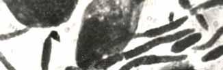 Dendrolimus pini L., 1965-1969 r.