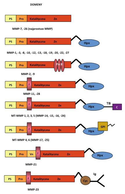 rą prawdopodobnie udział w stabilizacji enzymu [23]. W przypadku metaloproteinazy MMP-9 domena hemopeksynowa uczestniczy w tworzeniu charakterystycznych dla tej metaloproteinazy form dimerów, tj.