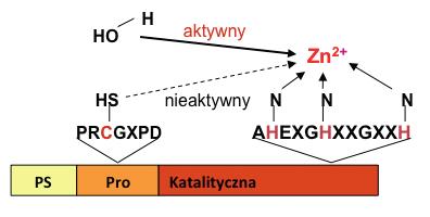 Rycina 2. Aktywacja MMPs, oddziaływanie zachowanej ewolucyjnie reszty cysteiny w propeptydzie z jonem cynku domeny katalitycznej. Opis w tekście.