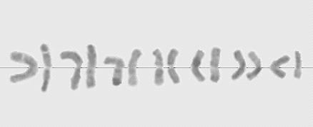 322 Fragm. Flor. Geobot. Polonica 12(2), 2005 Ryc. 5. Kariogram konwencjonalny jednej z analizowanych płytek metafazowych okazu Phleum arenarium L. z Holandii Fig. 5. Conventional karyotype of one of the analysed metaphase plates of Phleum arenarium L.