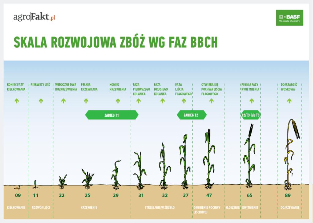 .pl https://www..pl Skala rozwojowa zbóż wg BBCH a przeprowadzanie zabiegów ochronnych.