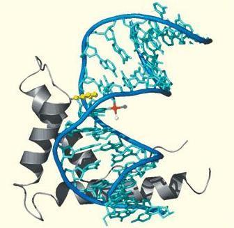 Związki kompleksowe w medycynie cis-platyna cis-diaminadichloroplatyna() Cl H 3 N Pt Cl NH 3 cis-[pt(nh 3 ) 2 Cl 2 ] (lek przeciwnowotworowy) Stosowana w leczeniu: raka jądra raka płuca raka pęcherza