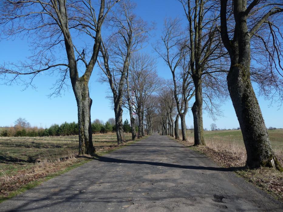 Ochrona przyrody - przy gwałtownie rosnącym natężeniu ruchu o zupełnie innym charakterze i prędkości ruchu w stosunku do czasów, gdy sadzone były drzewa w poboczach dróg, nie ma