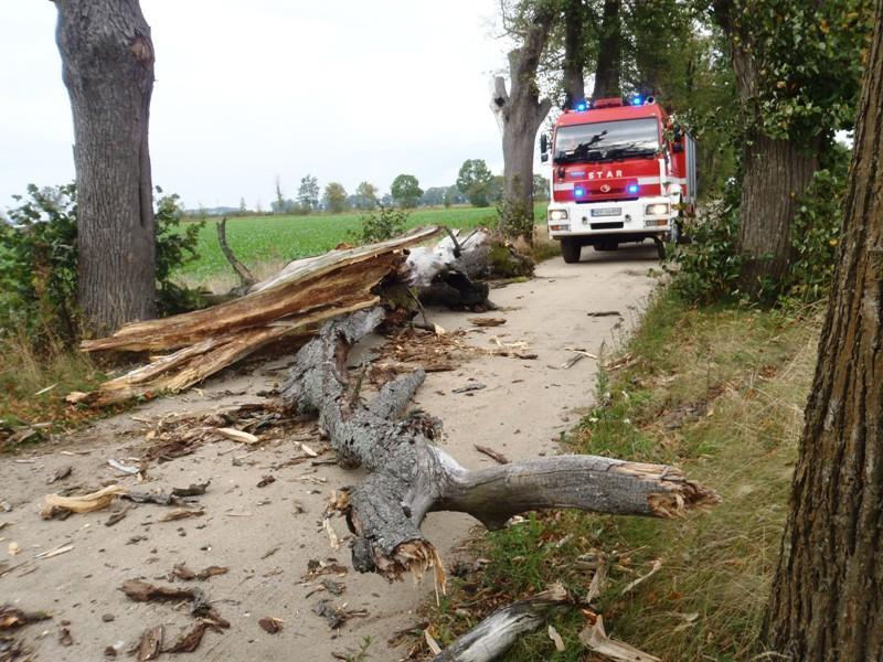 Ochrona przyrody - długotrwałe procedury otrzymania zgody na wycinkę drzew - problemy z uzyskaniem zgody na