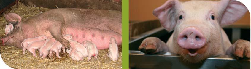 Pasze rzepakowe w żywieniu świń pasz rzepakowych w mieszankach na poziomach optymalnych, zapotrzebowanie na pasze rzepakowe W żywieniu drobiu można wykorzystać dla drobiu można szacować na: około
