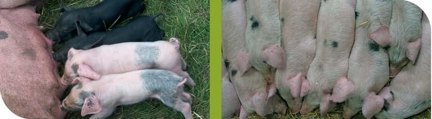 Liczne badania na świniach wskazują, że glukozynolany poprzez gorzki smak obniżają spożycie mieszanek paszowych, co wpływa na gorsze efekty chowu świń (Aherne i Kennelly, 1982).