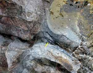 Charakterystyka petrograficzna skał pochodzących ze struktury impaktowej Gardnos, Norwegia 45 TŁO GEOLOGICZNE Prekambryjskie podłoże południowo-środkowej Norwegii jest zbudowane głównie z