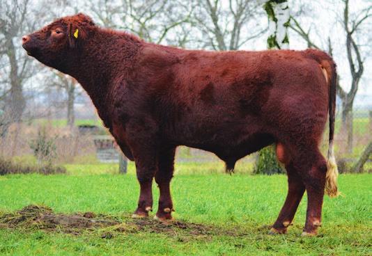 Oferta buhajów RAS mięsnych DE304333 Domino Rasa ABERDEEN ANGUS CZERWONY data ur. 7.03.