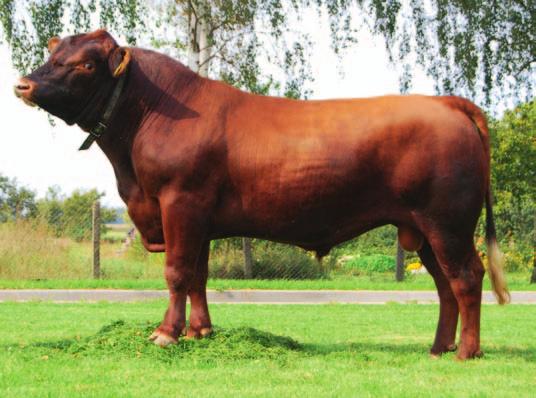 200 dni (g) dzienne przyrosty na 36 dni (g) 44 2 DE304432 Soren Rasa ABERDEEN ANGUS CZARNY data ur. 6.0.203 Hodowca: import z Niemiec ojciec: