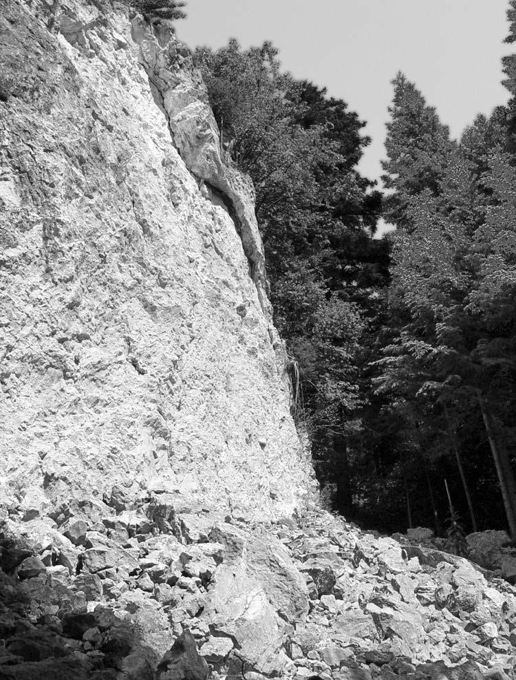 46 A. Kacprzak et al. Rozwój i kierunki przemian węglanowych gleb rumoszowych PPN Fot. 3. Młody obryw Kirowej Skały. The fresh rock slump of Kirowa Skała.