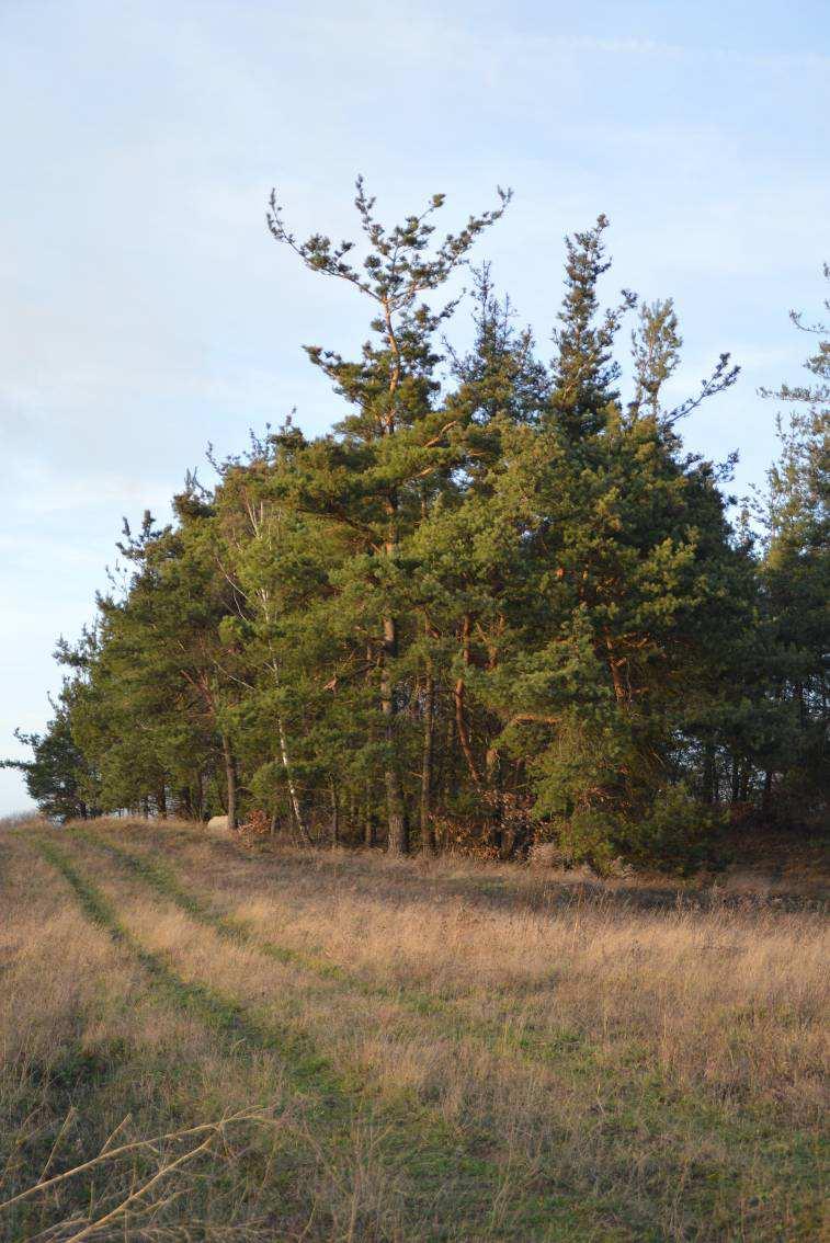 Fot. 3. Sosna pospolita Pinus sylvestris dominuje w składzie gatunkowym zwartej grupy zadrzewień o charakterze leśnym na niezabudowanym terenie pomiędzy ulicami: Leśną i Strefową.