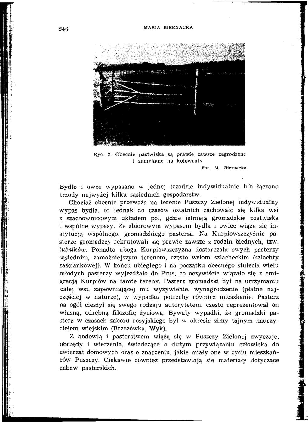 246 MARIA BIERNACKA il Ryc. 2. Obecnie pastwiska są prawie zawsze zagrodzone i zamykane na kołowroty Fot. M. Biernacka Bydło i owce wypasano w jednej trzodzie indywidualnie lub łączono trzody najwyżej kilku sąsiednich gospodarstw.