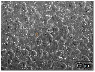 7. Morfologia warstwy CdS kąpiel chemiczna Fig. 7.