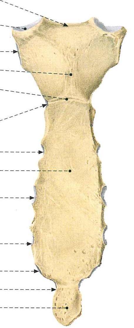 MOSTEK (sternum) wcięcie szyjne Jest kością płaską, nieparzystą, położoną z przodu ciała. Łączy się z żebrami i razem z kręgosłupem odcinka piersiowego tworzy szkielet klatki piersiowej.