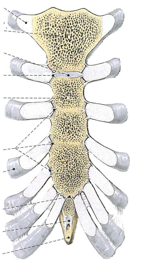 POŁĄCZENIA ŻEBER Z MOSTKIEM Kooce przednie żeber zakooczone chrząstką żebrową łączą się z mostkiem. Żebro I łączy się z rękojeścią mostka chrząstkozrostem (prawie nieruchomo).