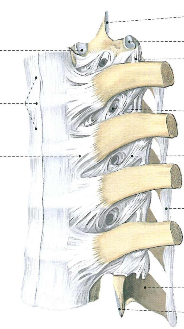 W obrębie odcinka piersiowego kręgosłupa występują stawy żebrowo kręgowe łączące głowy i guzki żeber z kręgami.