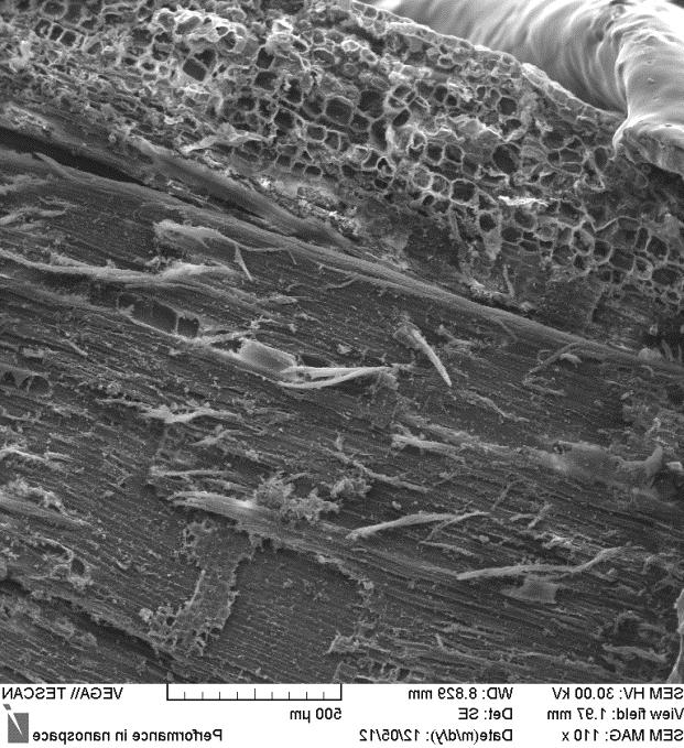 1. Cross-section through stems of the control pepper and