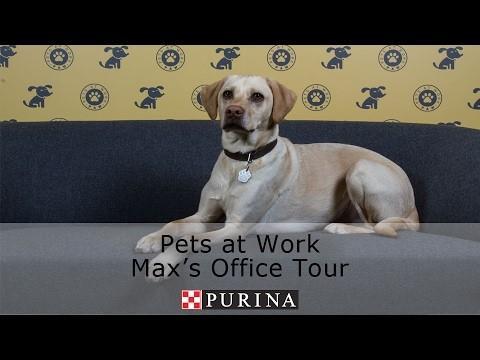 HISTORIA PURINA W Purina w Europie inicjatywa Pets at Work jest możliwa od 2003 i obecnie jest jednym z kluczowych elementów kultury korporacyjnej VIDEO: Dzień z życia Maxa w biurze w Gatwick (UK)