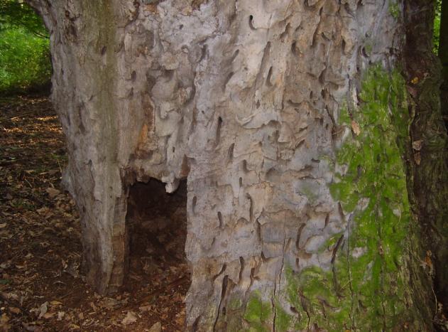 Interesująca jest nie tylko flora, ale również fauna.