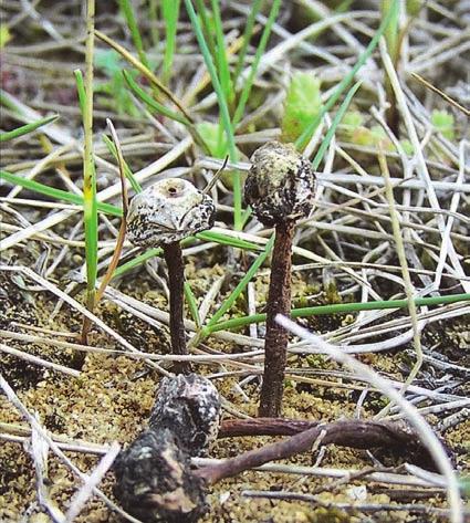 Fruitbodies of Tulostoma kotlabae at the locality in Wola Zagojska Górna (5 October 2010; photo by A. Tomaszewska).