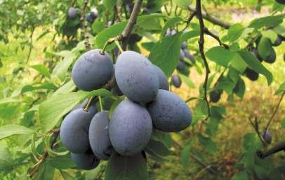 'WĘGIERKA ZWYKŁA' 'Sweet Common Prune', 'Hauszwetsche' nieznane rośnie średnio silnie. Początkowo tworzy stożkowatą, a w starszym wieku kulistą koronę.